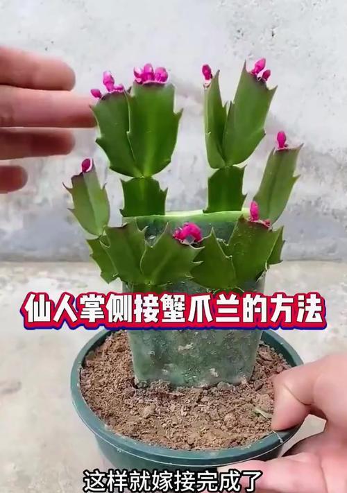 蟹爪兰花语与叶芽是什么？代表着什么？