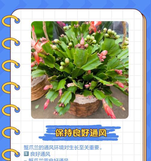蟹爪兰花语与叶芽是什么？代表着什么？