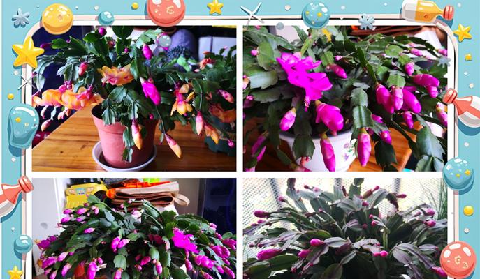 蟹爪兰花语与叶芽是什么？代表着什么？