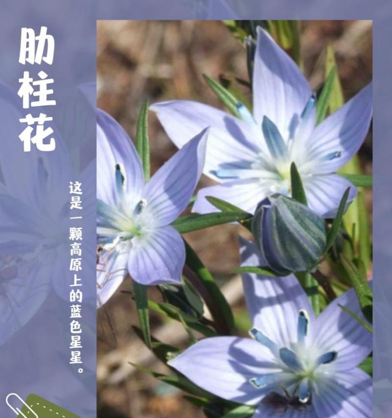 60种植物的花语是什么？如何挑选合适的花卉？
