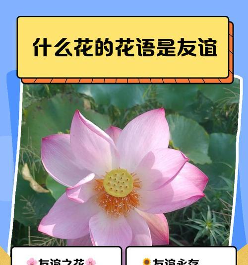 60种植物的花语是什么？如何挑选合适的花卉？