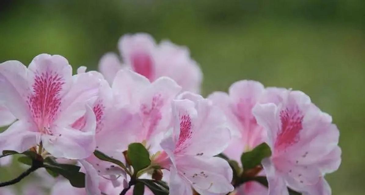 东北杜鹃花的花语是什么？有何特别含义？