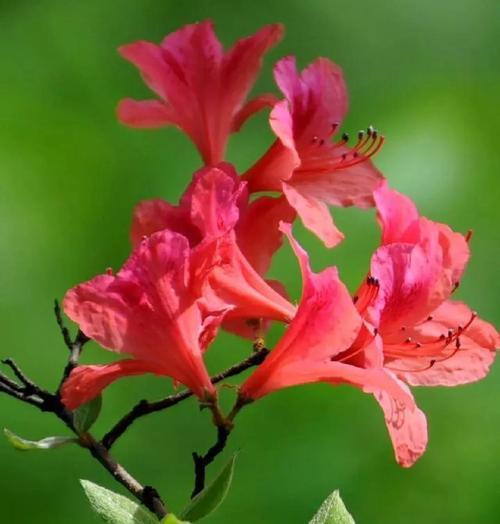 东北杜鹃花的花语是什么？有何特别含义？