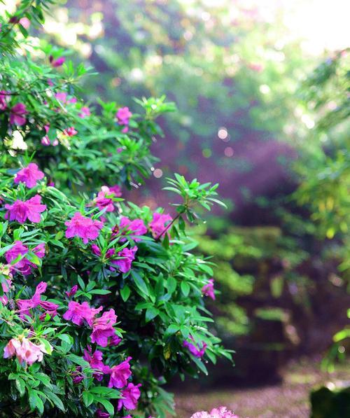 东北杜鹃花的花语是什么？有何特别含义？