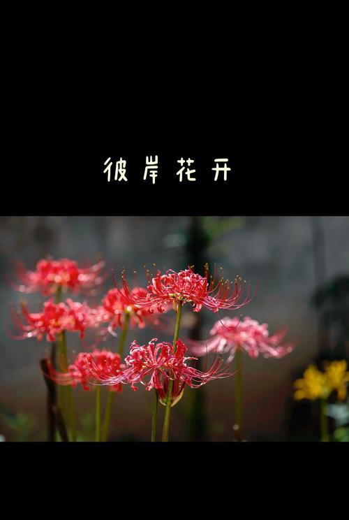 寻找彼岸花的花语是什么？有何神秘之处？