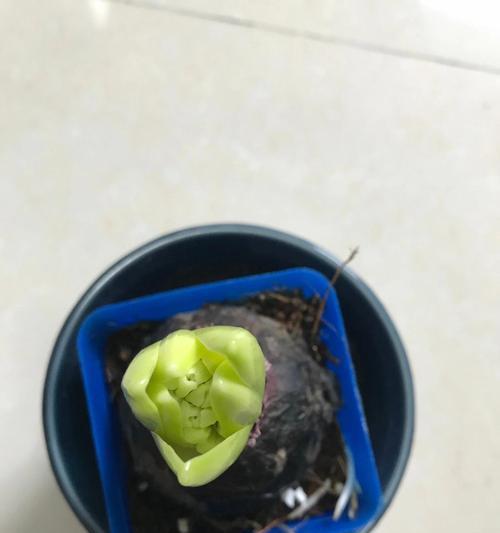 吸管做风信子花语是什么？创意表达方式有哪些？