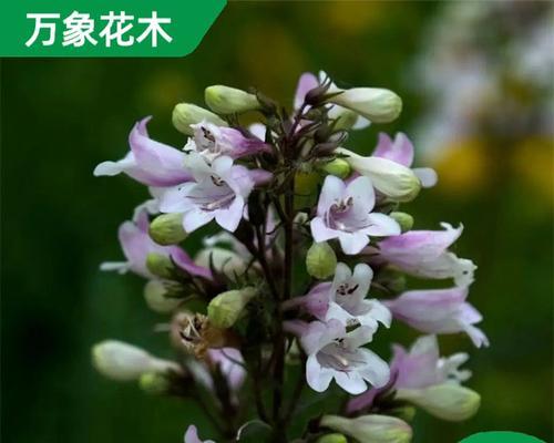 形容钓钟柳花语言是什么？如何描述其美丽？