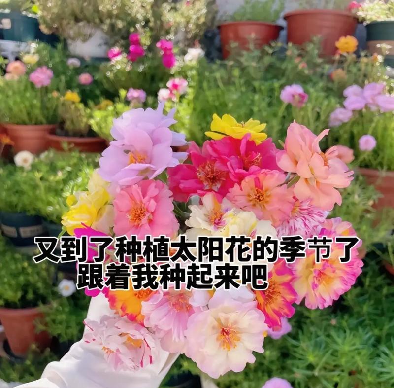向日葵的负面花语是什么？有哪些不为人知的含义？
