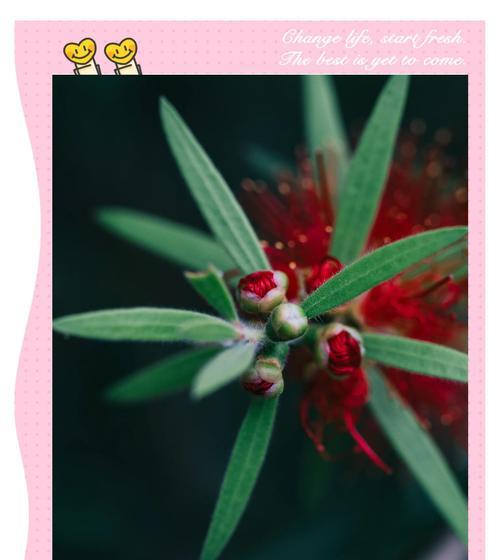 柳叶红千层的花语是什么？如何养护柳叶红千层？