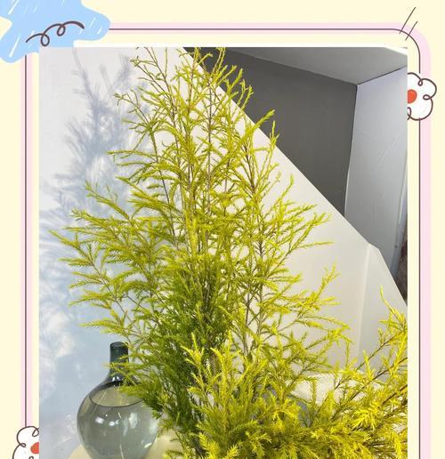 柳叶红千层的花语是什么？如何养护柳叶红千层？