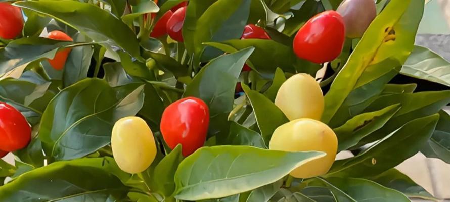 彩椒的花语是什么？彩椒花期多久？