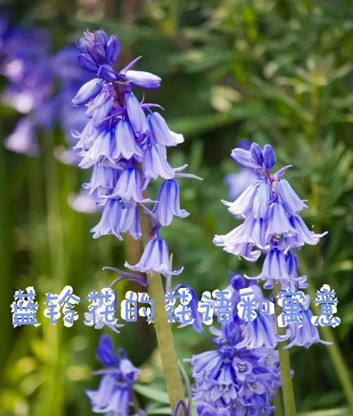 什么花的花语是二？如何选择寓意为二的花？