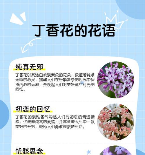 什么花的花语是二？如何选择寓意为二的花？
