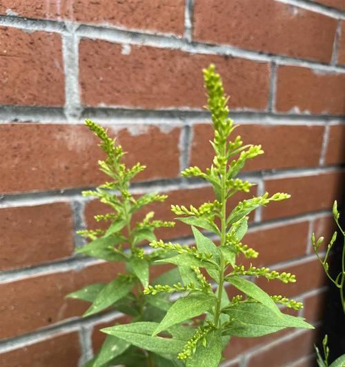 黄菊加粉玫瑰花语是什么？搭配寓意如何？