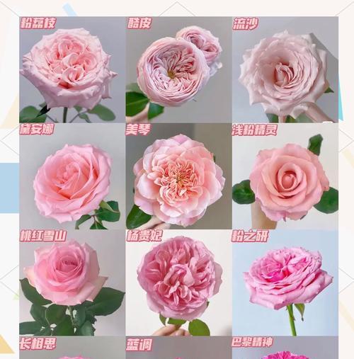 粉玫瑰花语怎么养？粉玫瑰的养护方法是什么？