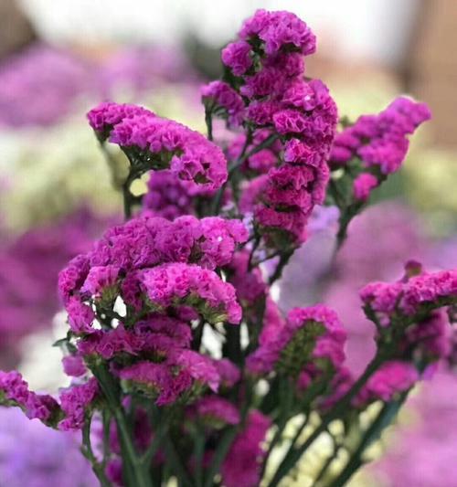 花卉勿忘我的花语是什么？勿忘我花的寓意是什么？