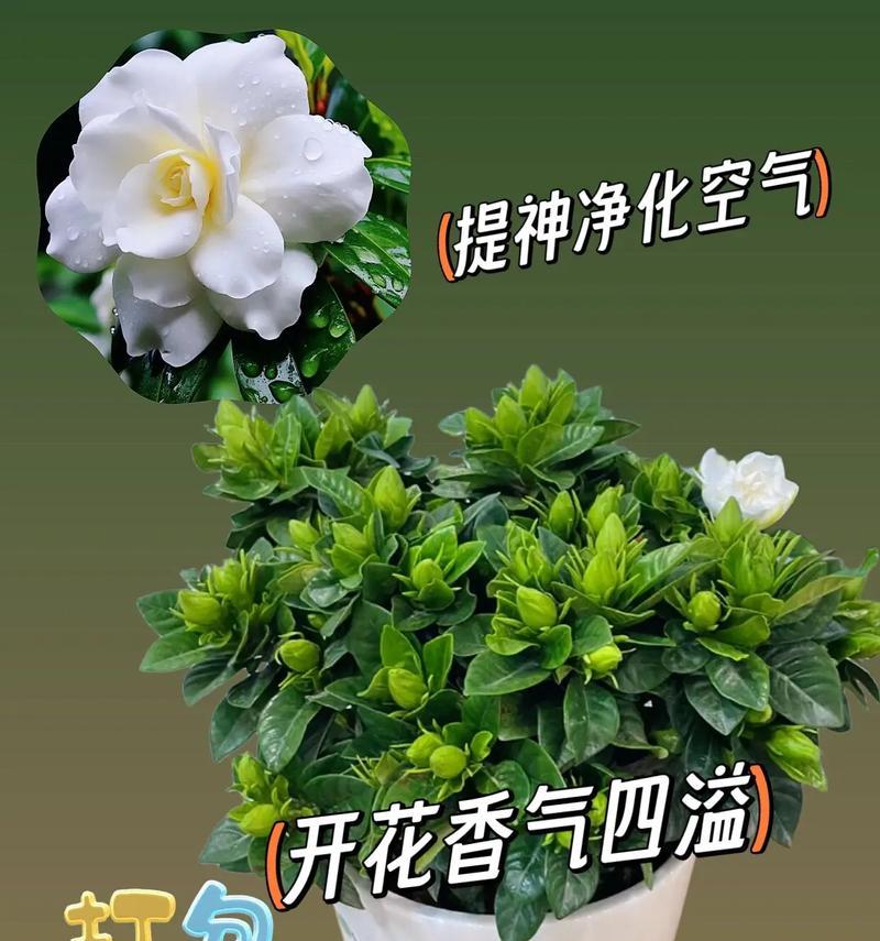 栀子花的颜色花语有哪些？栀子花的花语含义是什么？