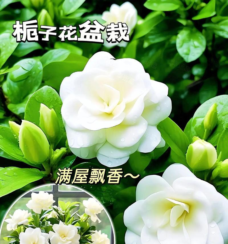 栀子花的颜色花语有哪些？栀子花的花语含义是什么？