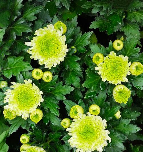 绿色的小菊花花语是什么？小菊花的寓意是什么？