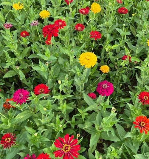绿色的小菊花花语是什么？小菊花的寓意是什么？