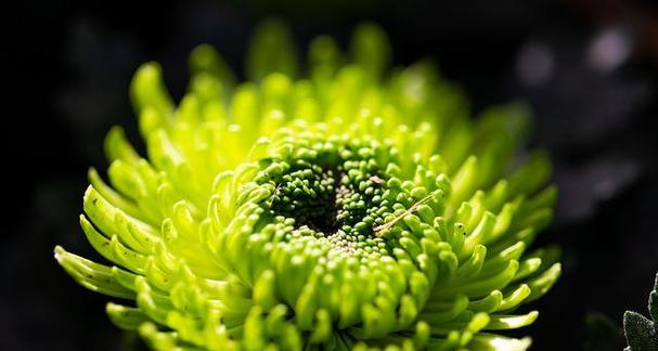 绿色的小菊花花语是什么？小菊花的寓意是什么？