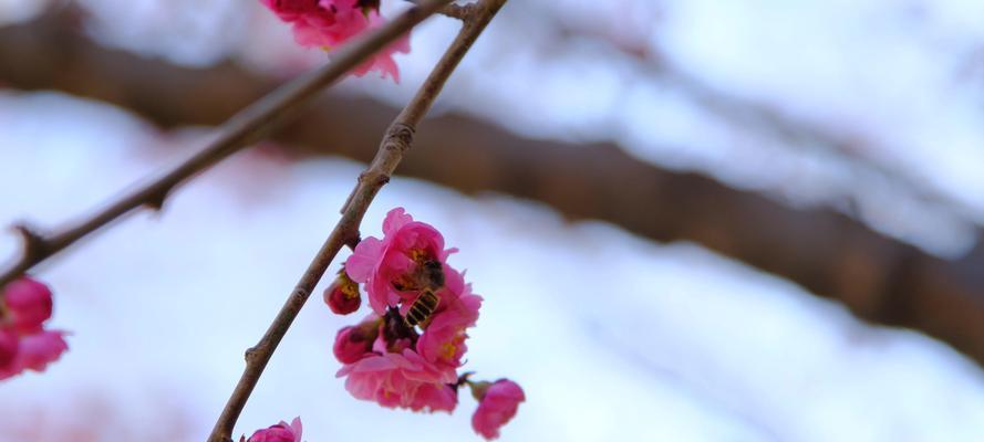 腊梅的花语朋友圈是什么？腊梅的寓意是什么？