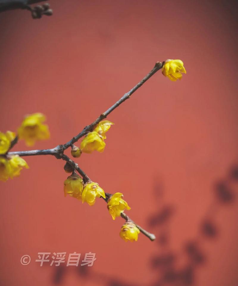 腊梅的花语朋友圈是什么？腊梅的寓意是什么？