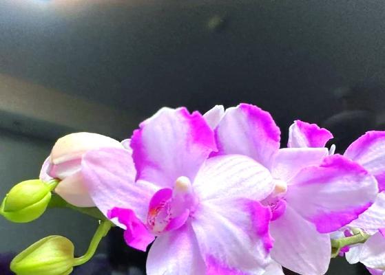 蝴蝶兰紫色的花语是什么？紫色蝴蝶兰的寓意是什么？