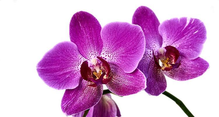 蝴蝶兰紫色的花语是什么？紫色蝴蝶兰的寓意是什么？