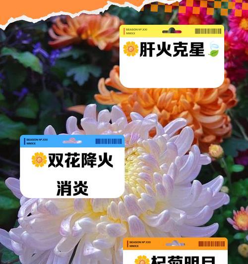菊花加满天星花语是什么？搭配寓意如何？