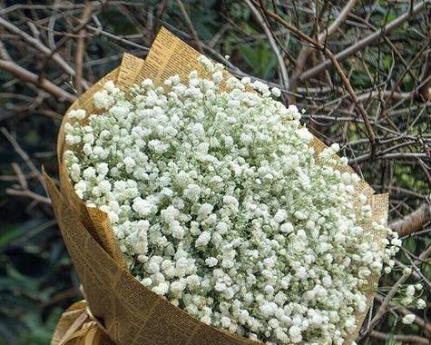 菊花加满天星花语是什么？搭配寓意如何？