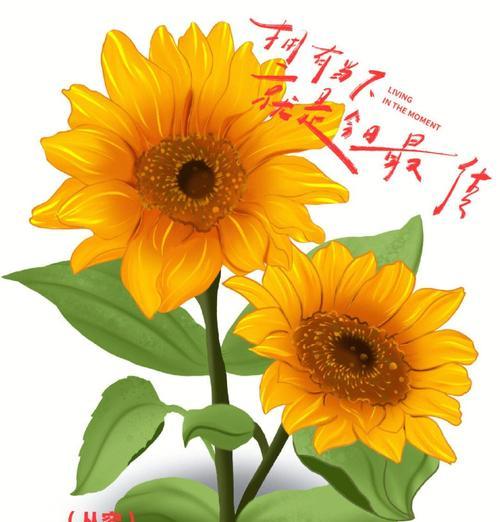 向日葵反面花语的含义是什么？