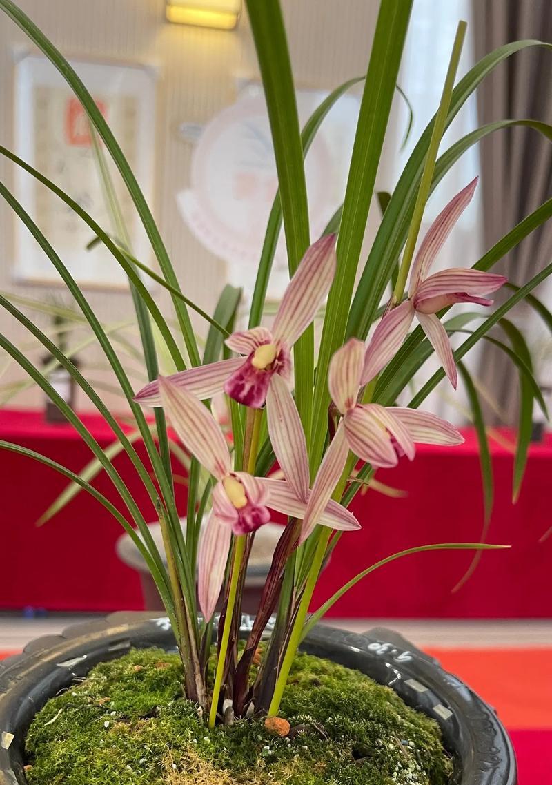 兰花红宝石花语代表什么？