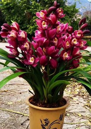 兰花红宝石花语代表什么？