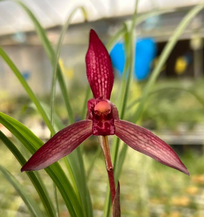 兰花红宝石花语代表什么？