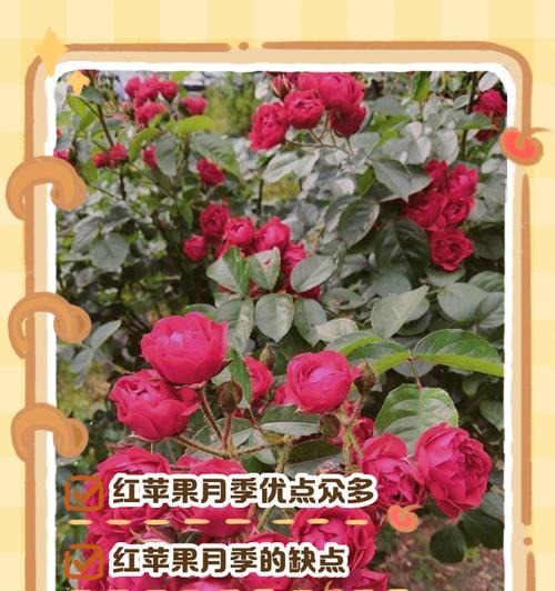 太阳红月季花的花语含义是什么？