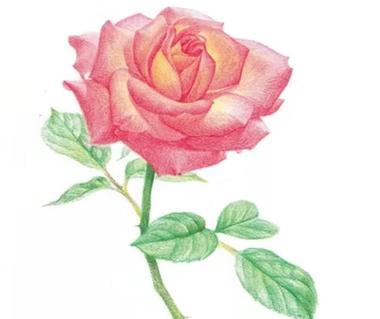 太阳红月季花的花语含义是什么？