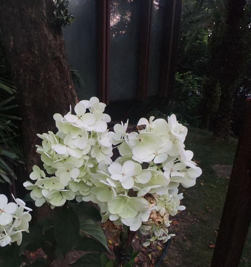 圆锥绣球花木的花语代表什么？