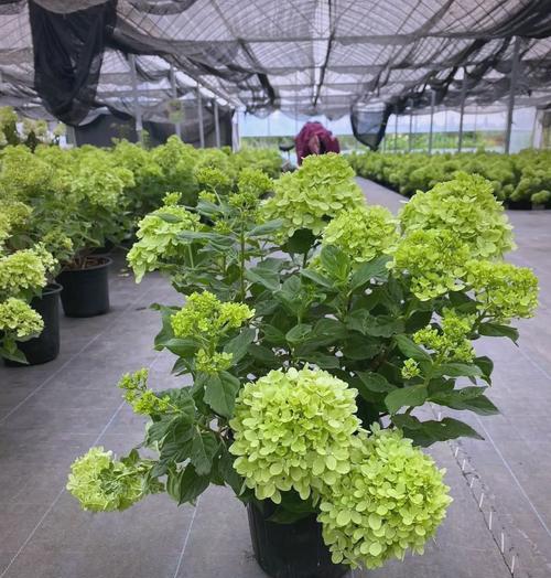 圆锥绣球花木的花语代表什么？