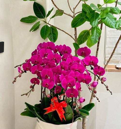 粉兰花的花语有哪些含义？