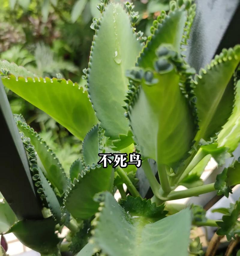 不死鸟的花语代表什么？