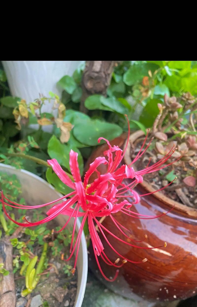 彼岸花的吉祥花语有哪些？