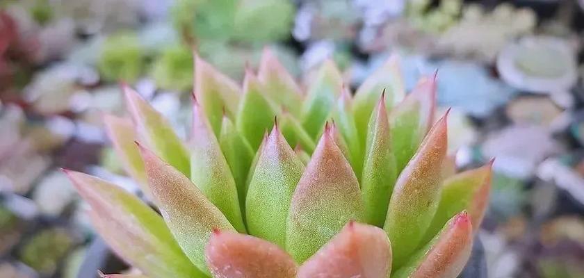 东云的花语代表什么？