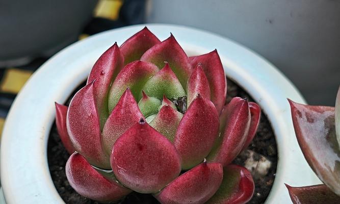 东云的花语代表什么？