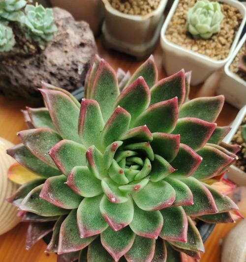 东云的花语代表什么？