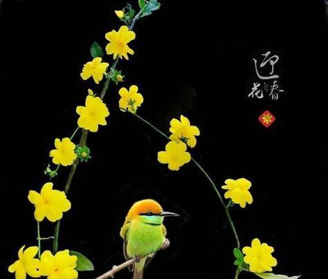迎春花的花语有哪些含义？