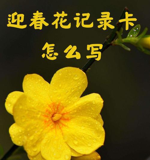 迎春花的花语有哪些含义？
