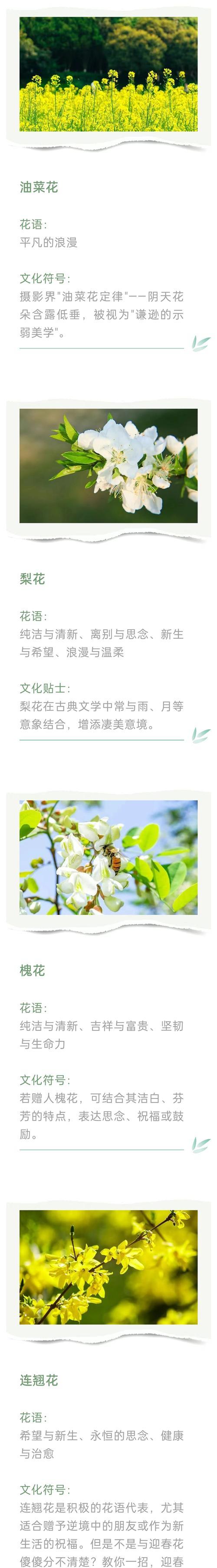 十二月的花语有哪些？