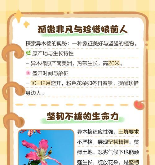 十二月的花语有哪些？