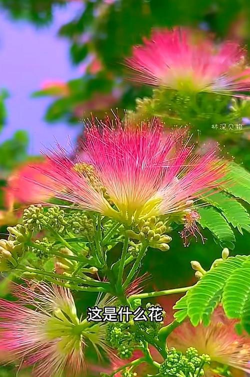 合欢花的悲伤花语代表什么？
